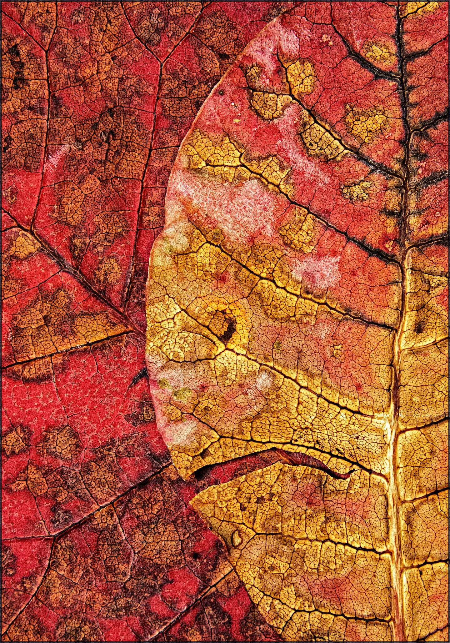 Dying Leaf