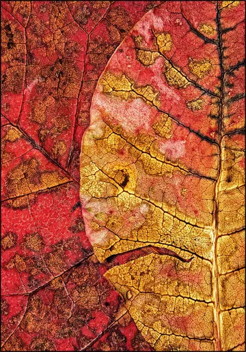 Dying Leaf