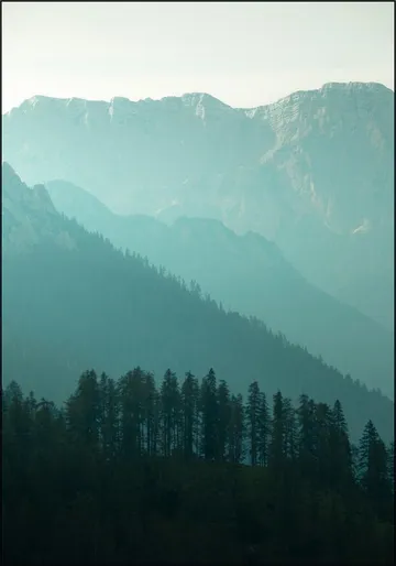 Soft Morning Light Over Alpine Pines