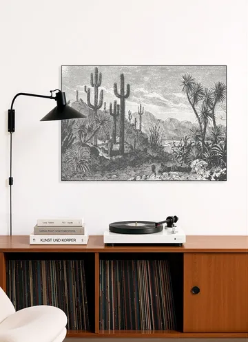Cactuses in Mountains