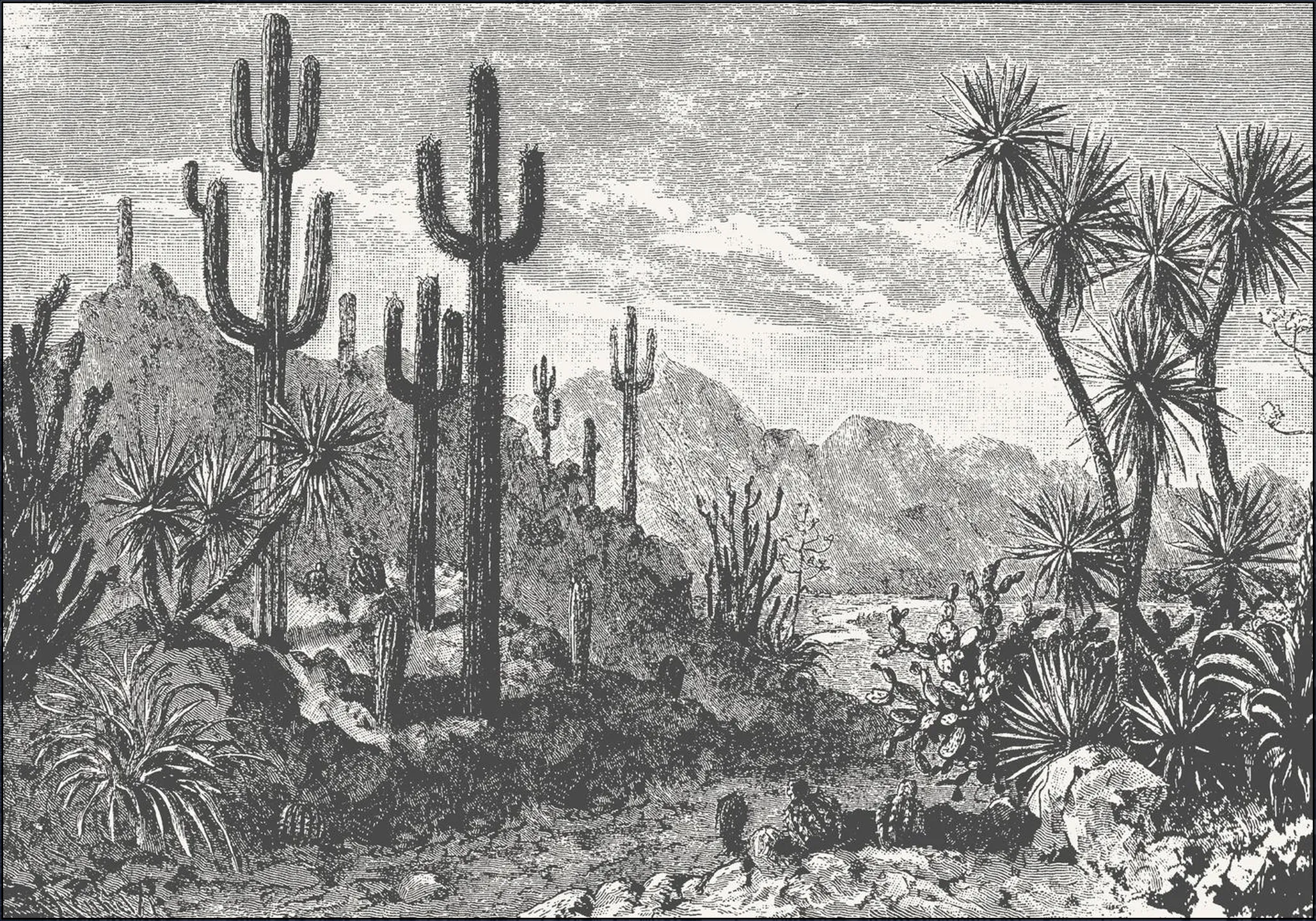 Cactuses in Mountains