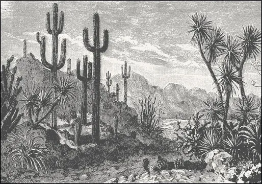 Cactuses in Mountains