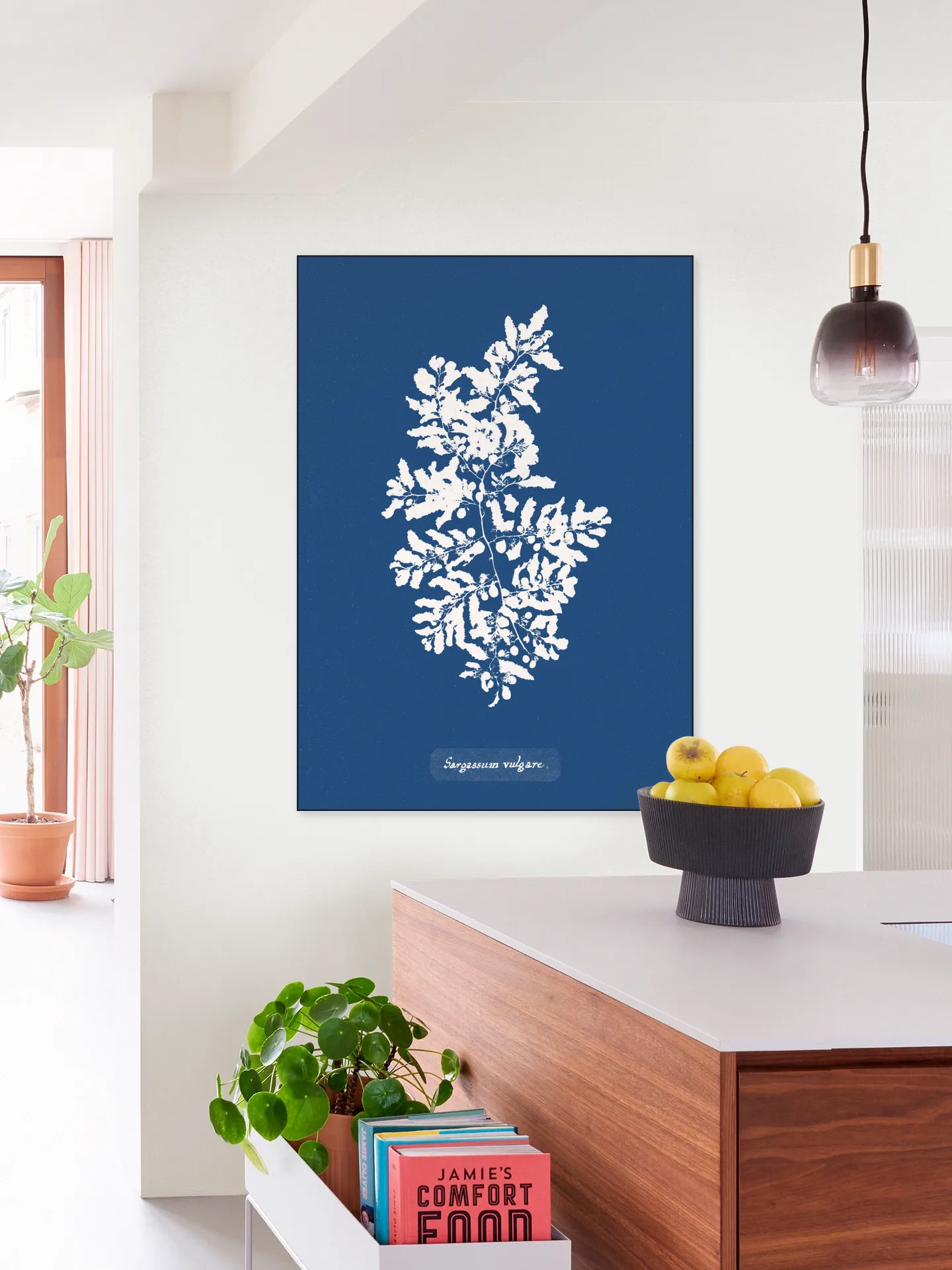 Sargassum Vulgare - Fern