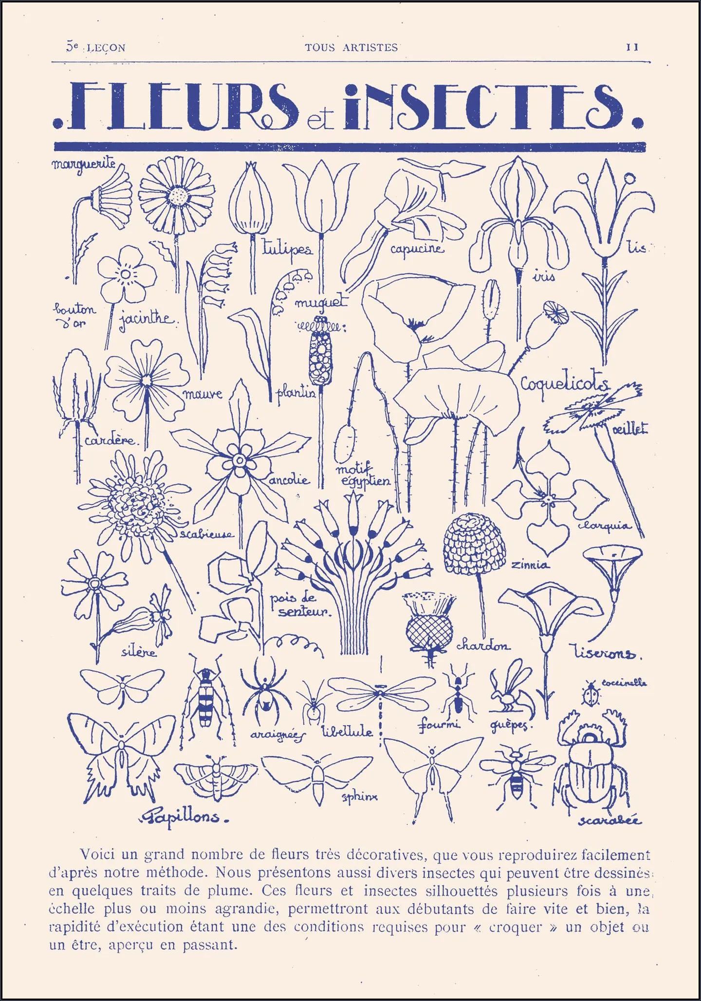 Fleurs et Insectes