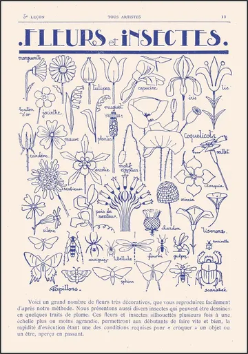 Fleurs et Insectes