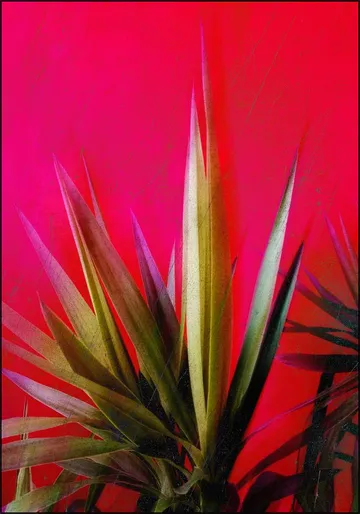 Magenta and Green