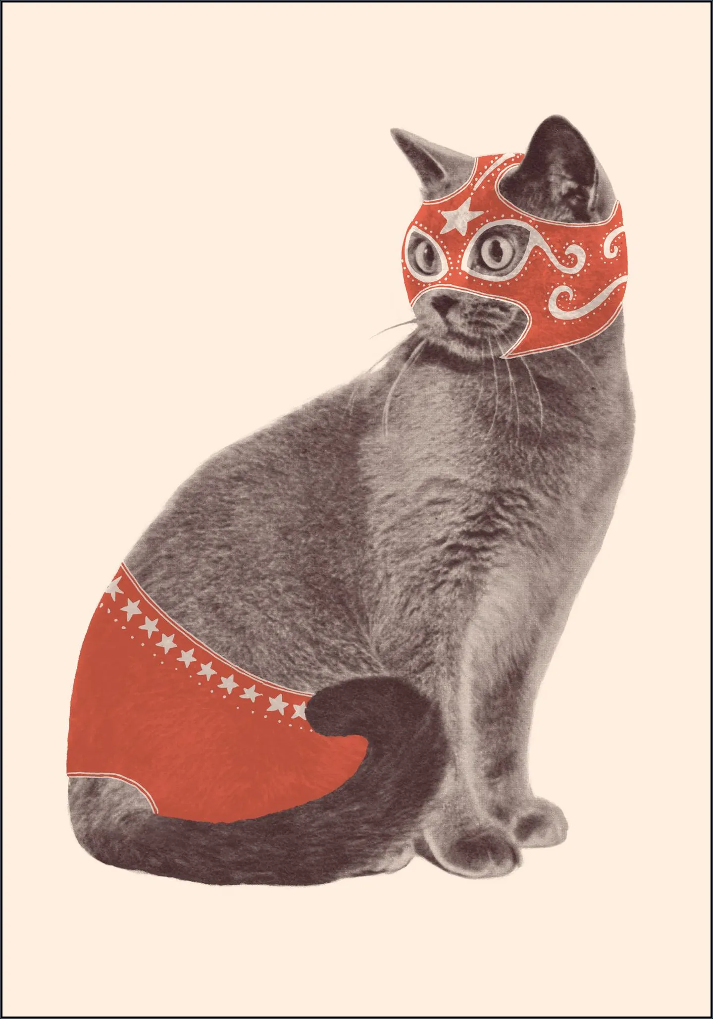 Chat Catcheur
