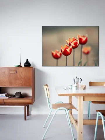 Dancing Tulips