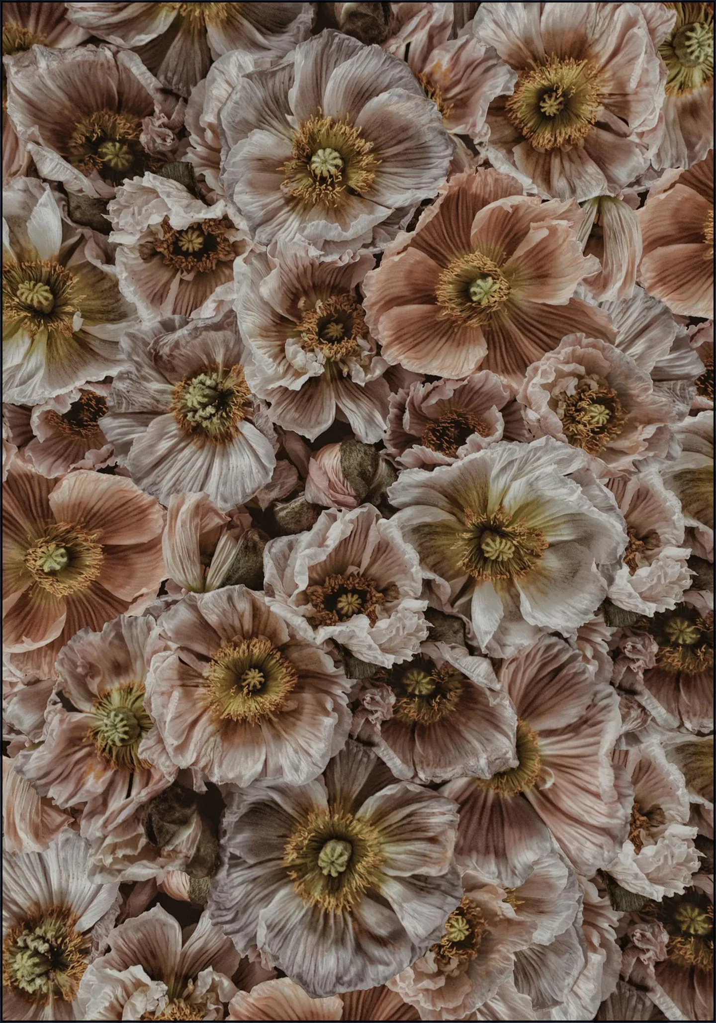 Wild Poppies