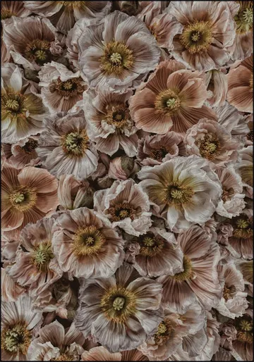 Wild Poppies