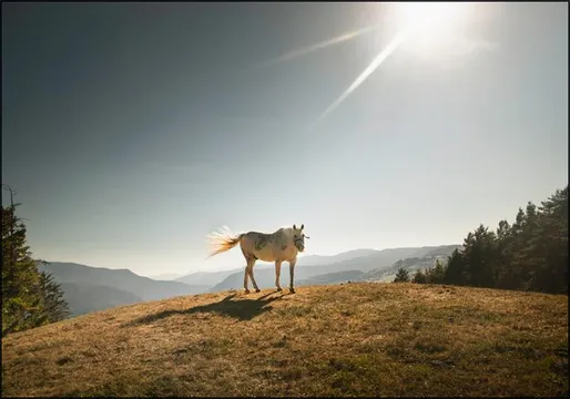 Cavalla Bianco-Italian horse