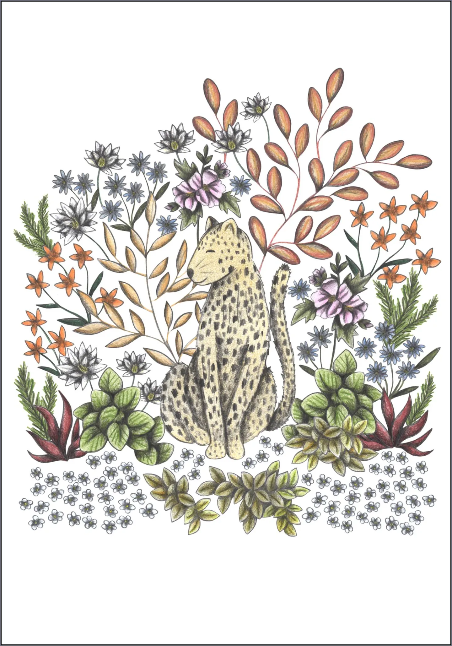 Safari Leopard