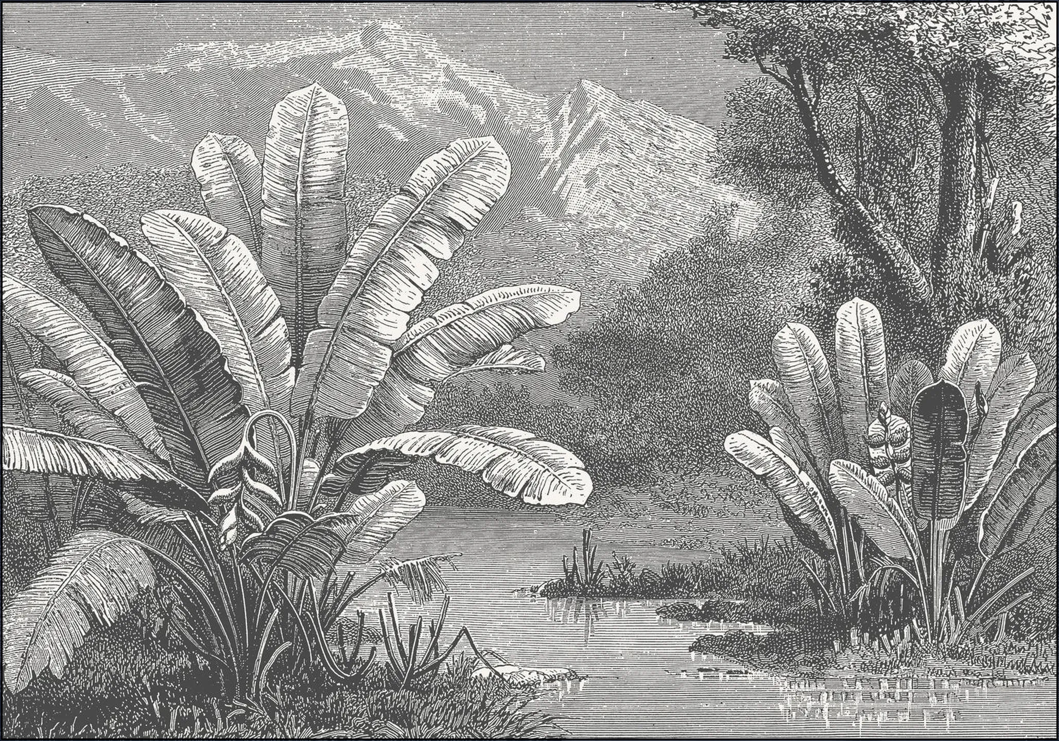 Tropical Marsh