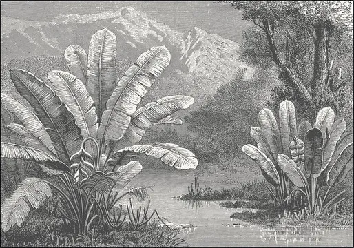 Tropical Marsh