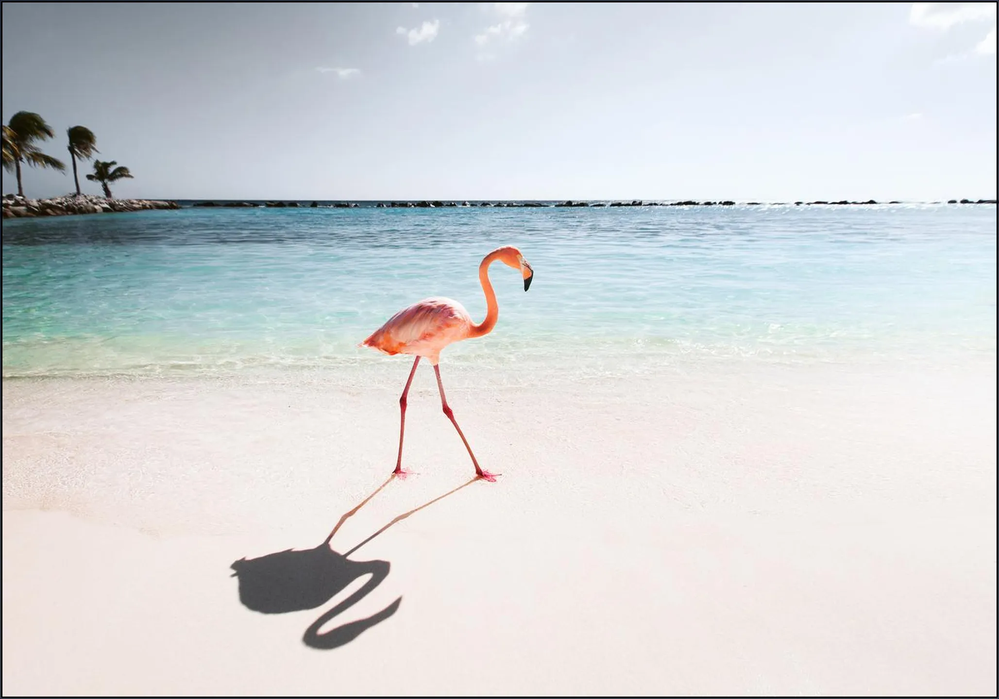 Pink Paradise