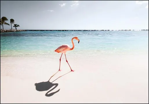 Pink Paradise