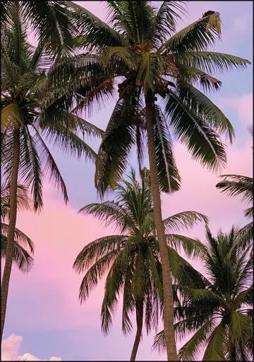 Palmy Sunrise