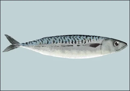 Mackerel