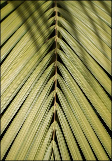Tropical