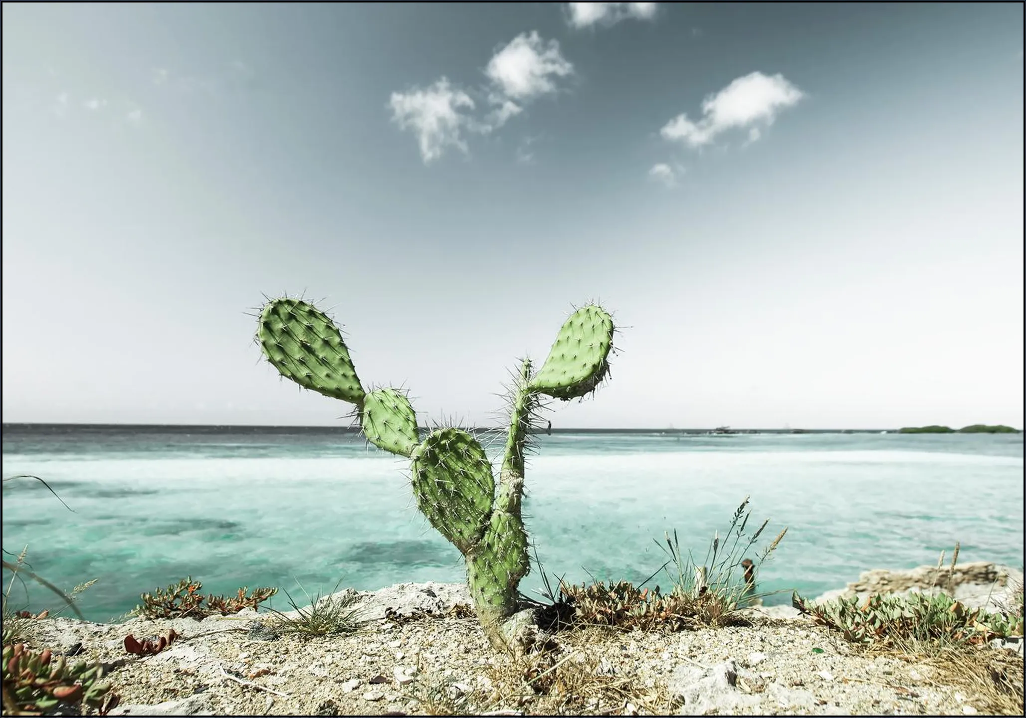 Tropical Cactus
