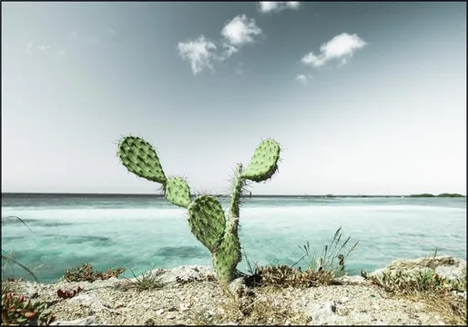 Tropical Cactus