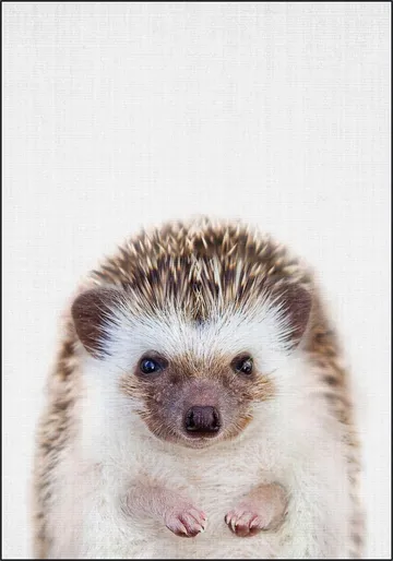 Print 357 Hedgehog