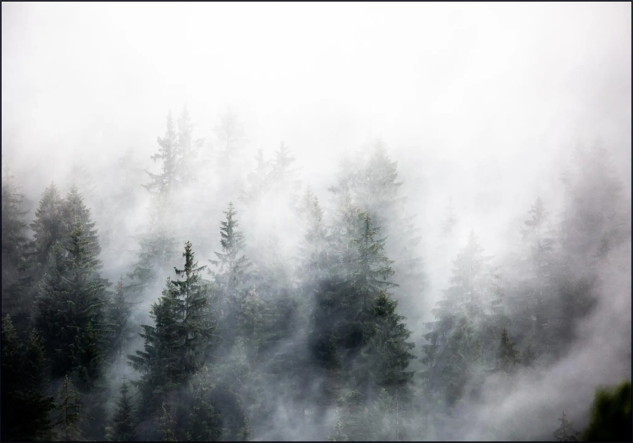 Foggy Woods 6