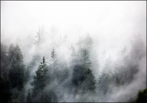 Foggy Woods 6