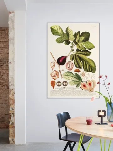 Ficus