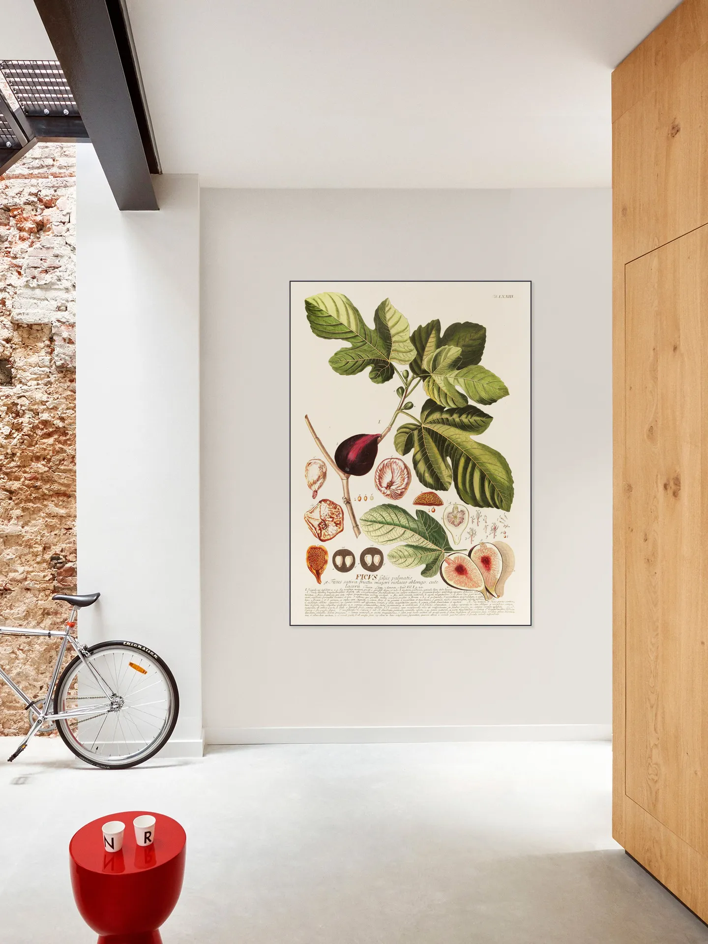 Ficus