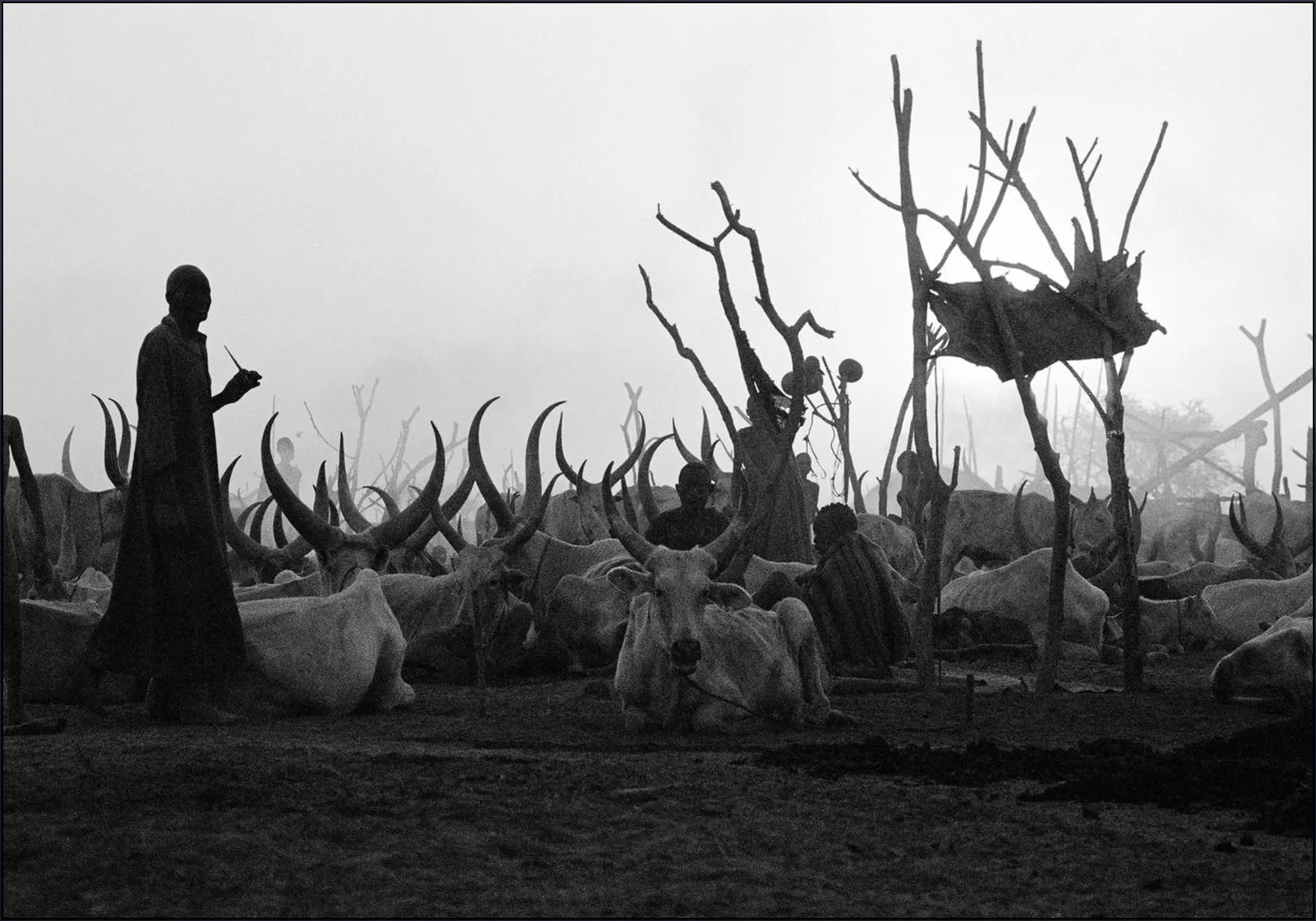 Dinka Cows at Sunset