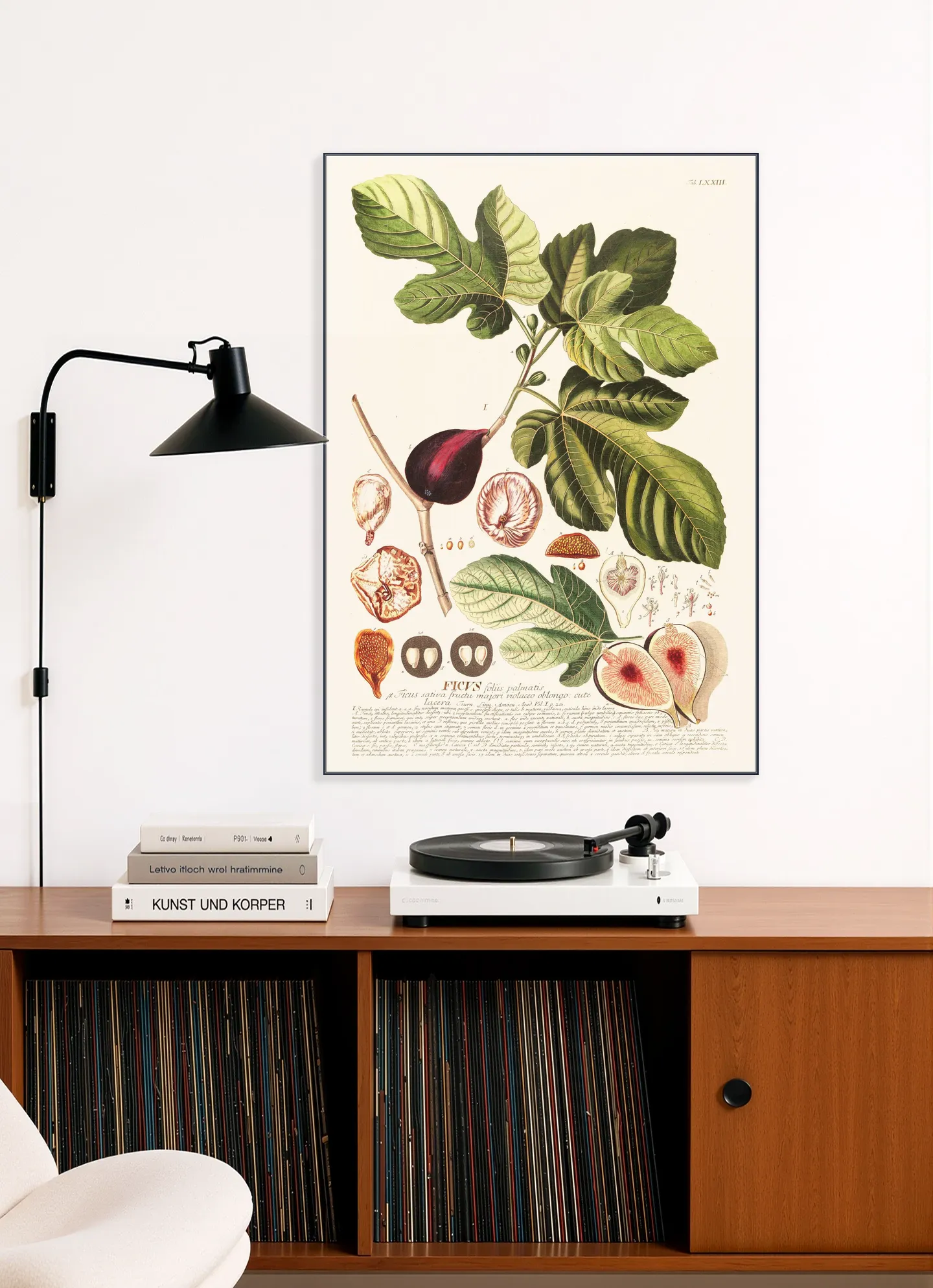 Ficus