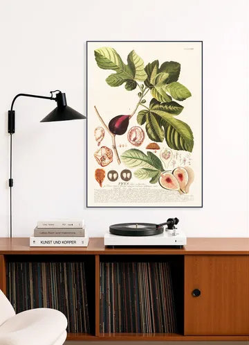 Ficus