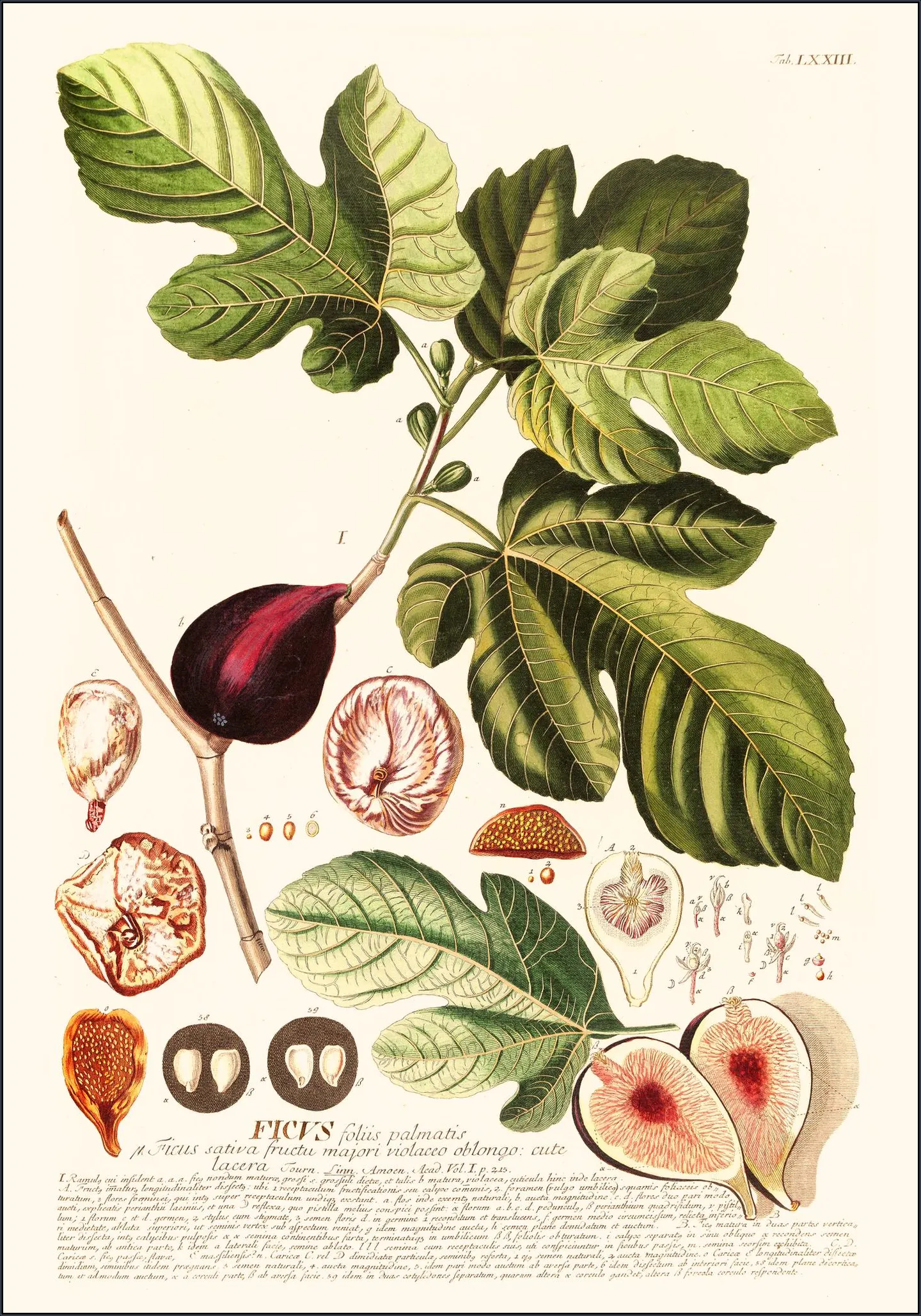 Ficus