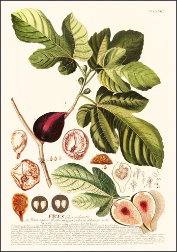 Ficus
