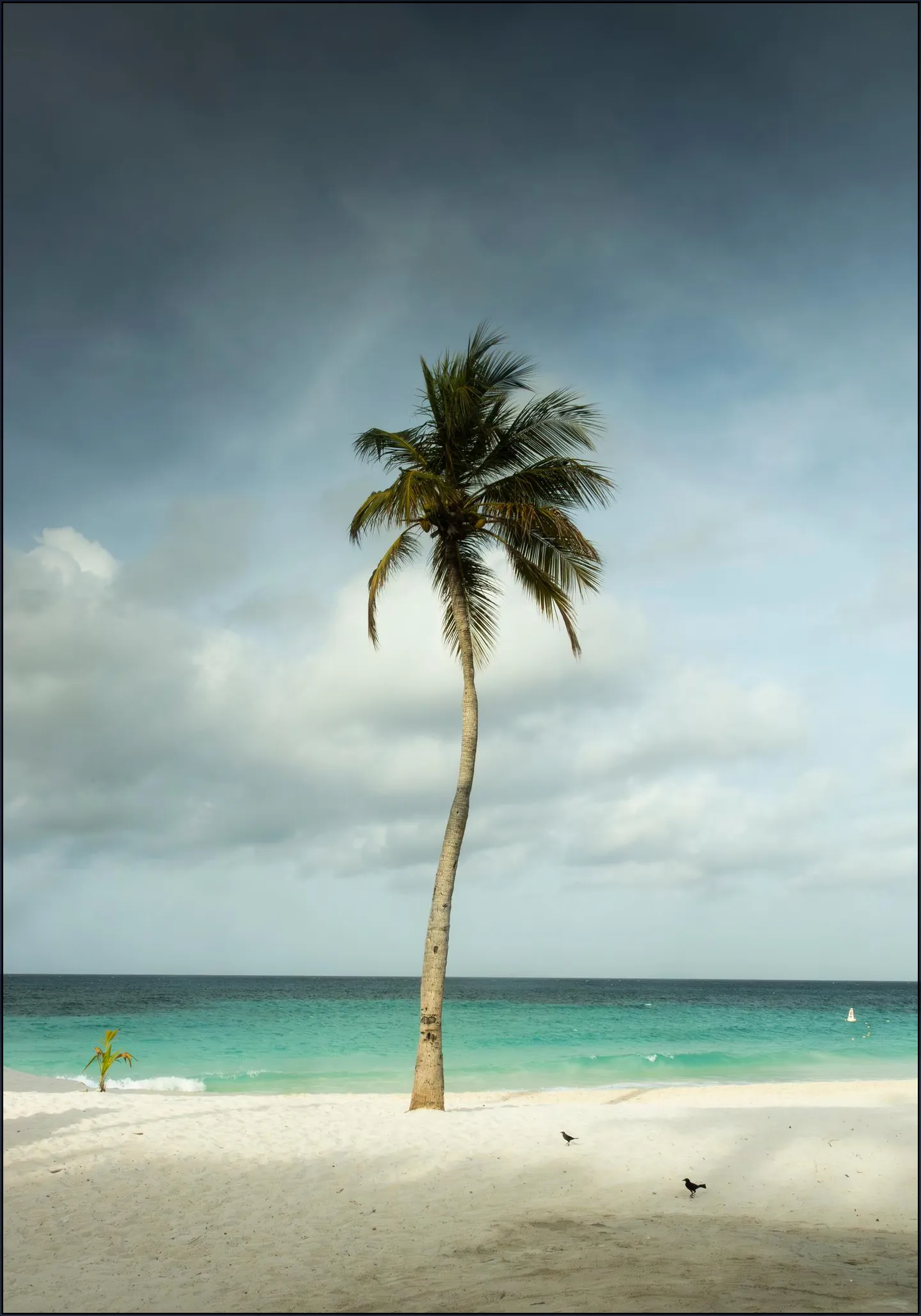 Whispering Palm Above The Caribbean Silence
