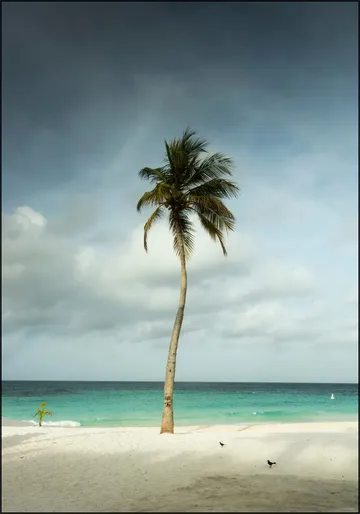 Whispering Palm Above The Caribbean Silence