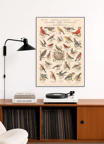 Oiseaux - Passereaux
