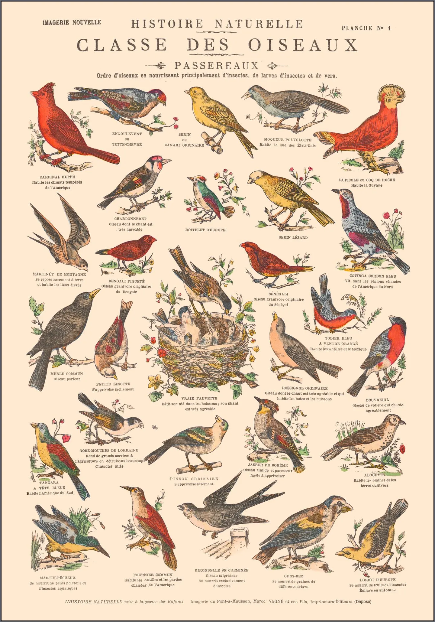 Oiseaux - Passereaux