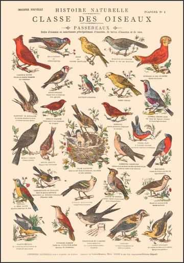 Oiseaux - Passereaux