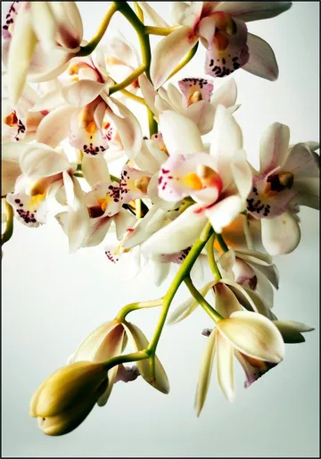 Tiny Orchids