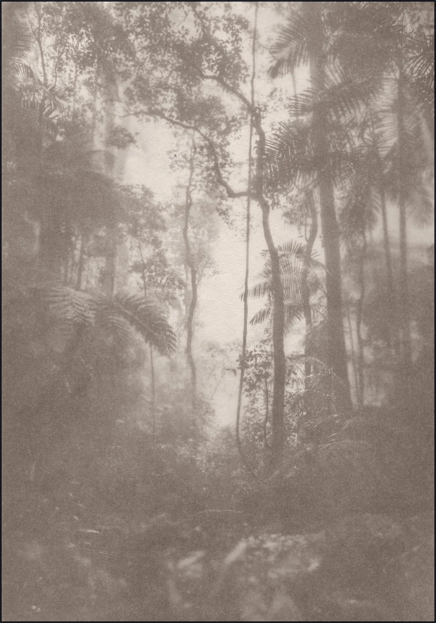 Jungle Brouillard