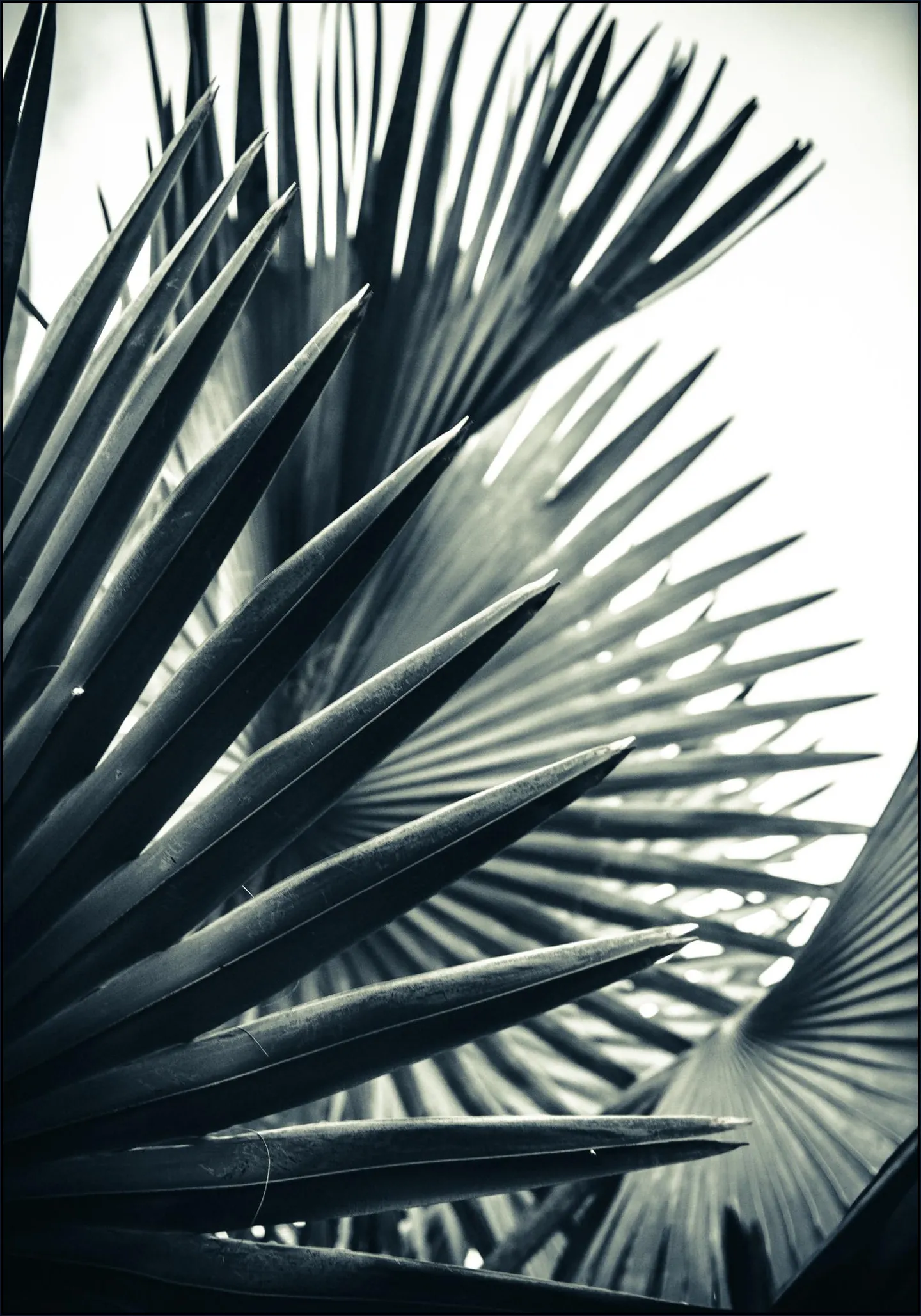 Palm Shade 2