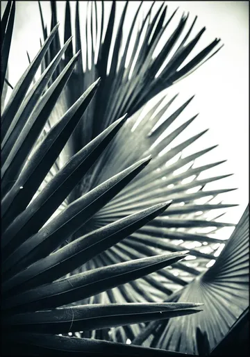 Palm Shade 2