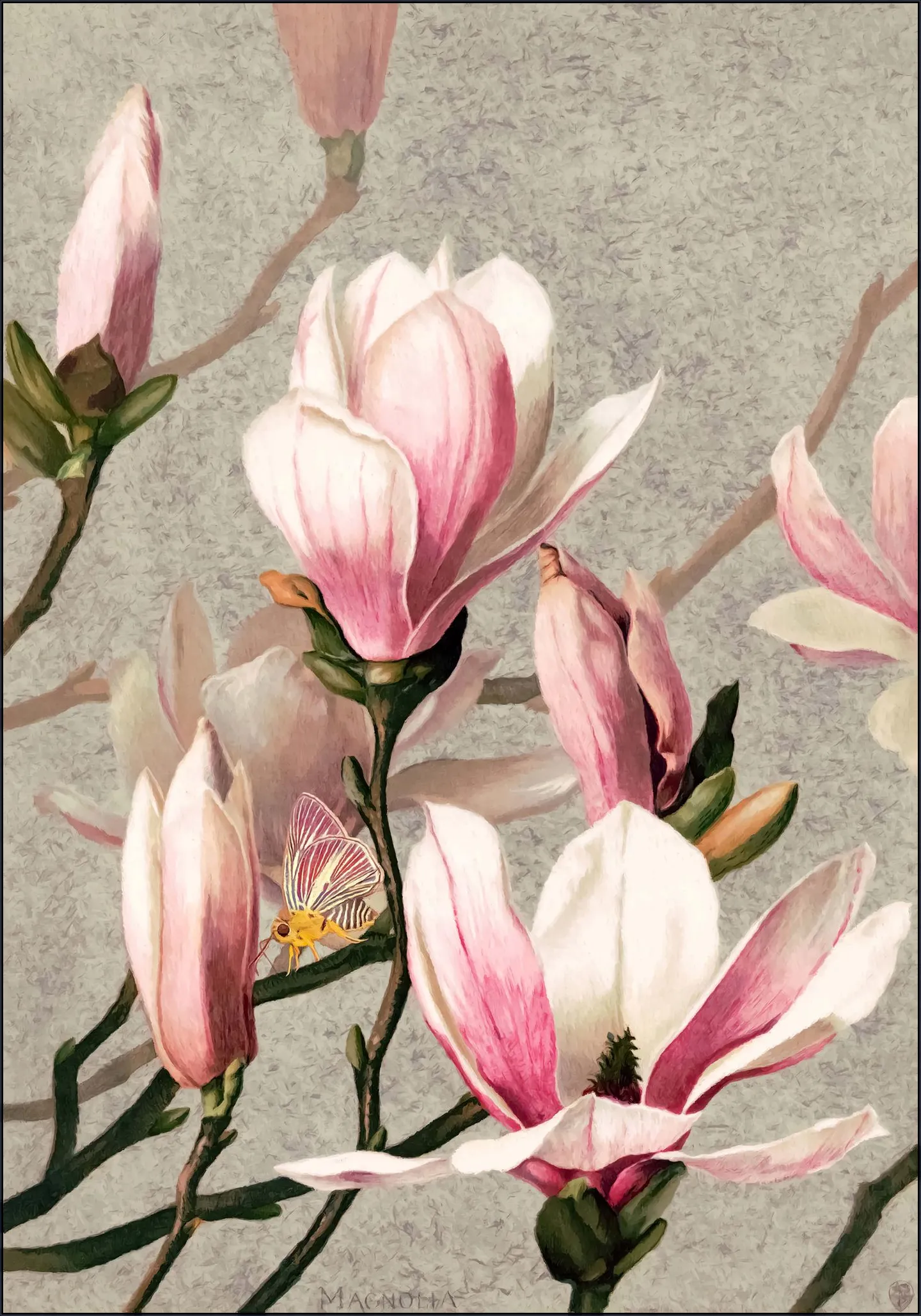 Magnolia