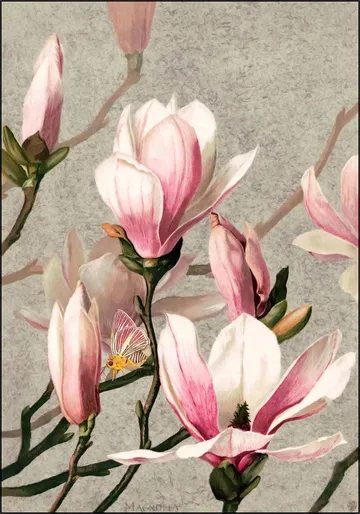 Magnolia
