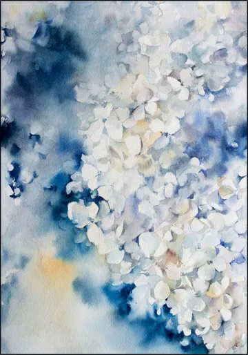 Hydrangea