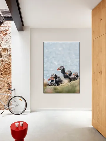 Puffins