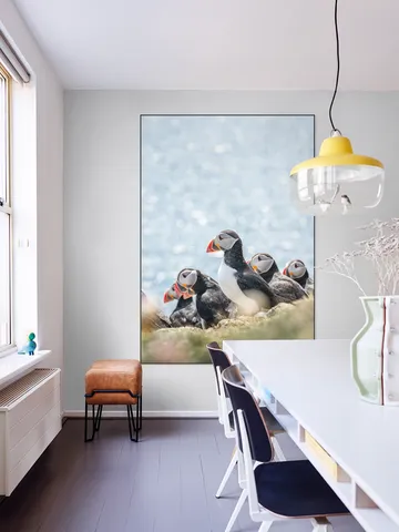 Puffins