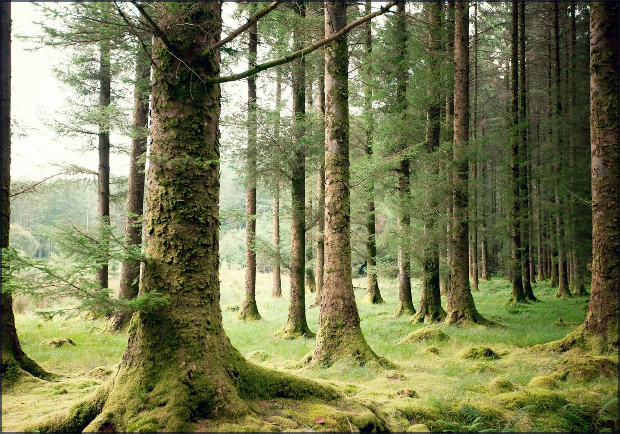 Forest
